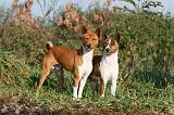 BASENJI 024